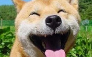 笑一笑十年少下一句搞笑接话，笑一笑十年少下一句搞笑接话是什么