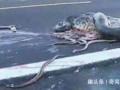 辽宁挖蛇事件是真的吗，辽宁挖蛇事件是真的吗视频